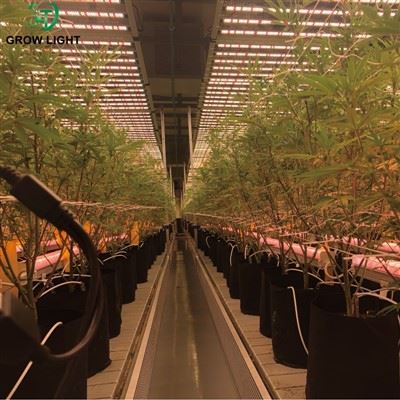 Why Shipping Size and Packaging Matter in Commercial Grow Light Projects Why Shipping Size and Packaging Matter in Commercial Grow Light Projects