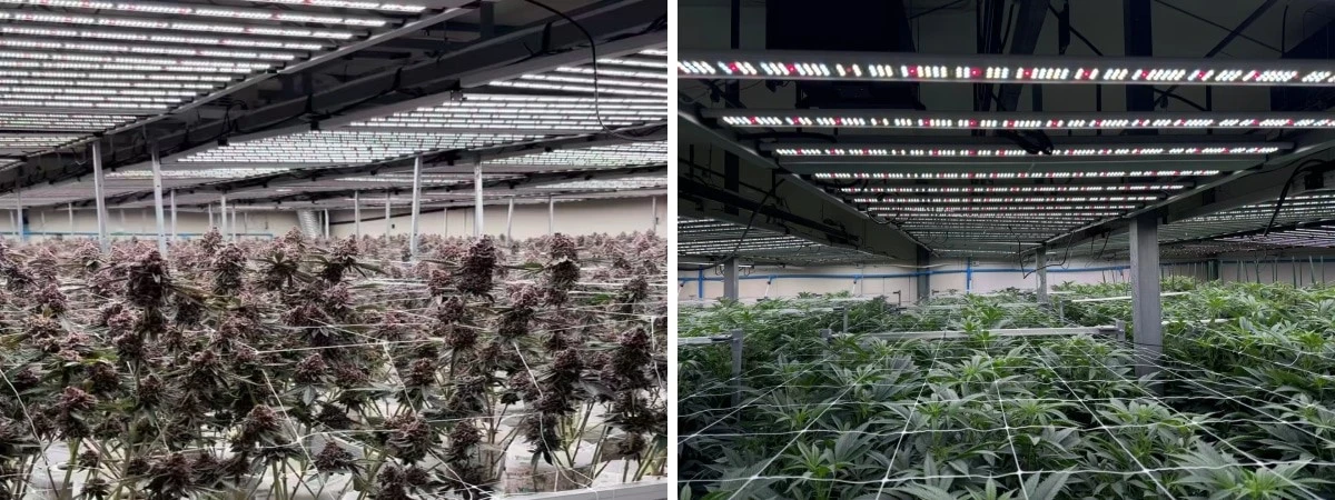 LED full spectrum grow lights LED full spectrum grow lights