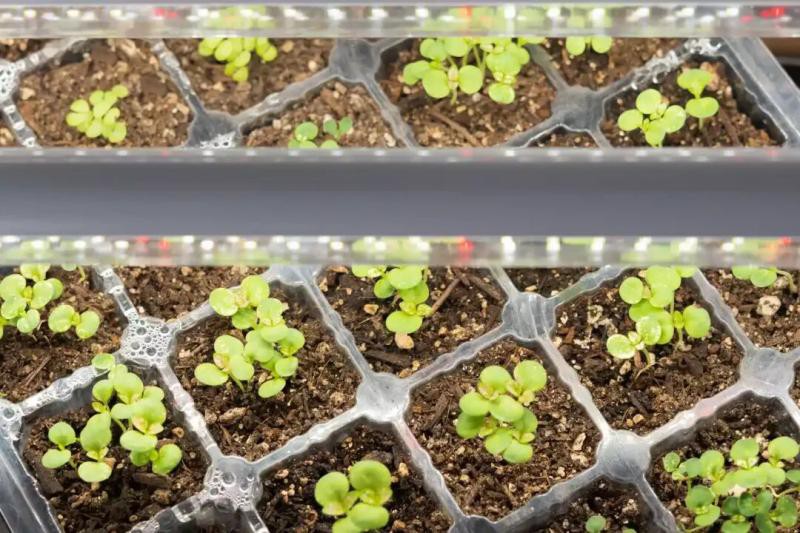 T8 LED Grow lights T8 LED Grow lights