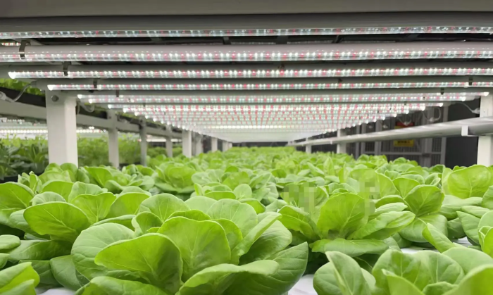 T8 LED grow light tubeS T8 LED grow light tubeS