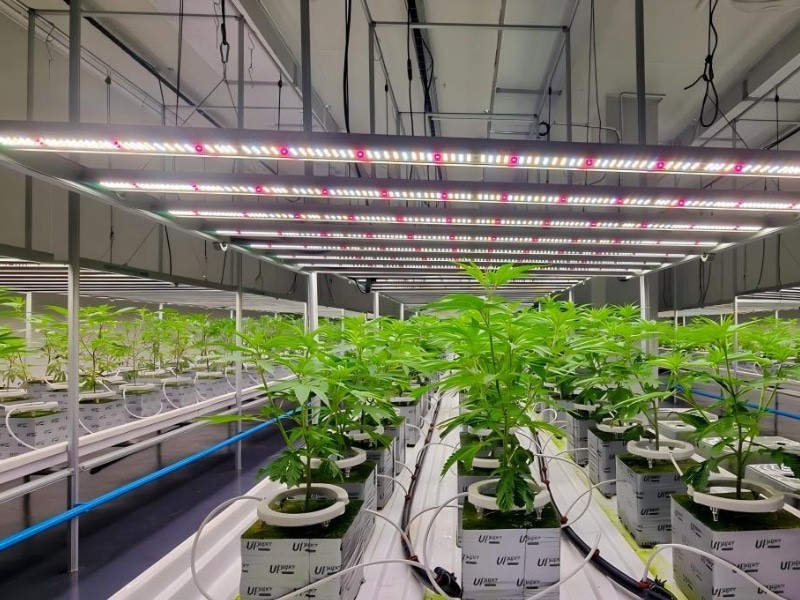 foldable LED grow lights (2).jpg foldable LED grow lights (2).jpg